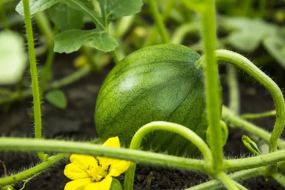 Pravilno đubrenje lubenice!