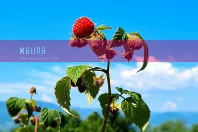 Šta prvo trebate uraditi s malinama nakon kupovine