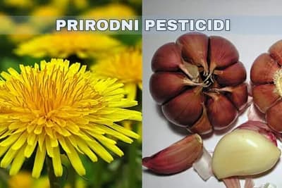 Riješite se štetočina i bolesti na vašem povrću pomoću luka i maslačka