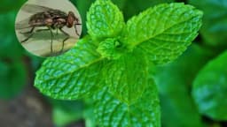 Mirisnim biljem protiv muva