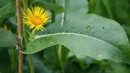 Oman biljka – ljekovita svojstva i upotreba