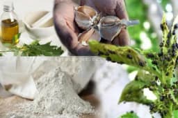 TOP 3 prirodna PESTICIDA koja zaista DJELUJU