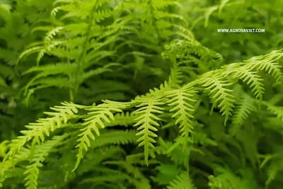 Najzdraviji ležaj koji možete poželjeti: Jastuk od ove biljke liječi sve bolesti i bolove povezane sa kičmom, giht, reumu, grčeve