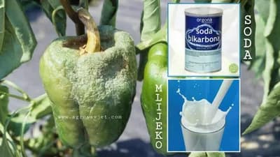 Plamenjača paprike - Zaštita na prirodan način