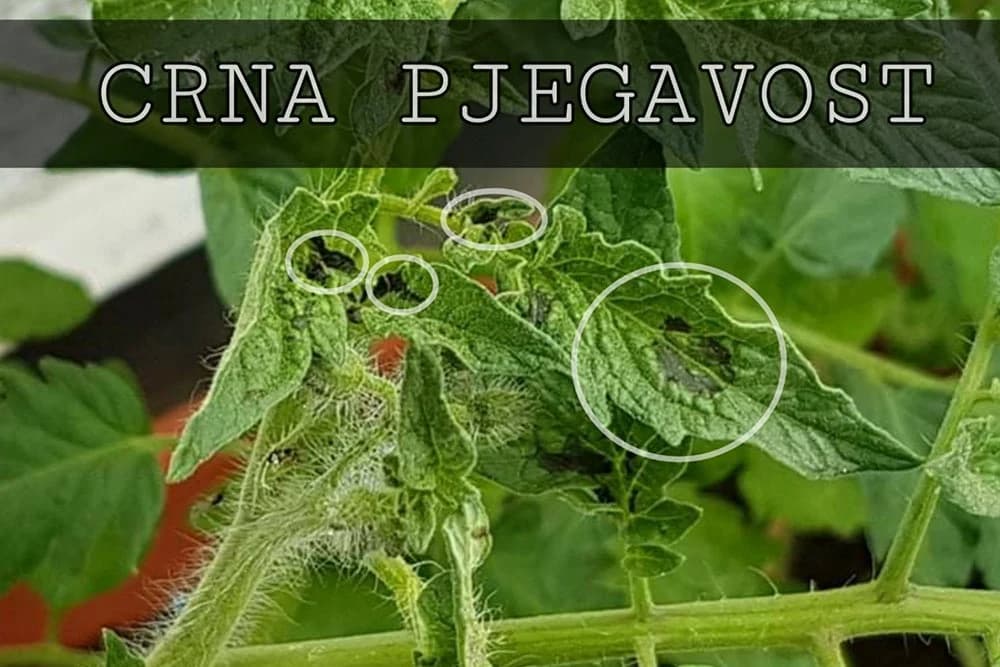 Crna pjegavost paradajza: Rasprostranjeno oboljenje koje uništava biljku