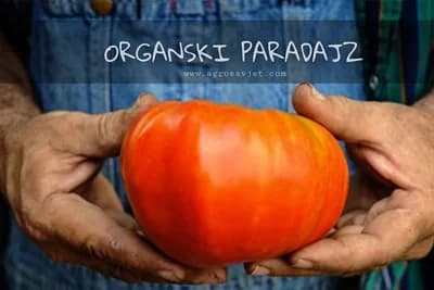 Organski uzgoj PARADAJZA - Sve od sjetve do berbe!