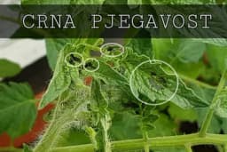 Crna pjegavost paradajza: Rasprostranjeno oboljenje koje uništava biljku