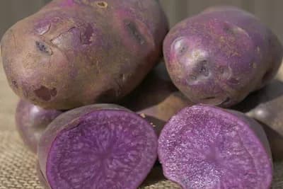 Plavi krompir - Pravo nutritivno bogatstvo