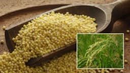 Proso idealna alternativa pšenici - Ulaganja ista kao i u proizvodnju kukuruza