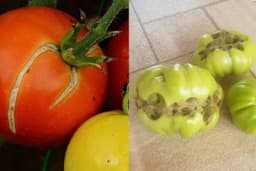 Bolesti paradajza abiotske prirode