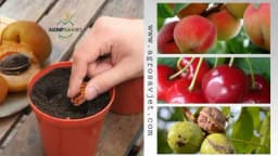 Kako PRAVILNO posaditi voćku iz KOŠTICE?