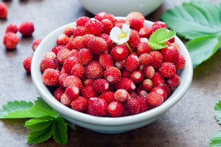 Evo zašto bi i kako trebalo jesti šumske jagode