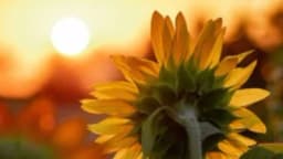 Evo zašto se suncokret okreće prema suncu