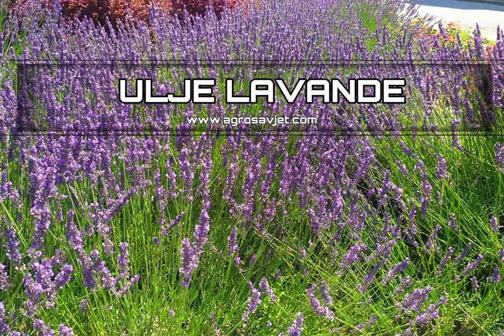 lavnada