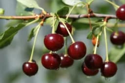 Kada je pravi momenat za branje višnje