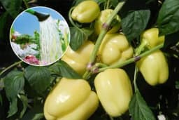 Zalivanje paprike - Na ovaj način povećava se prinos do 50%