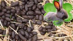 Zašto je zečije gnojivo tako dobro za organsko povrtarstvo