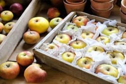 Savjeti za pravilno čuvanje jabuka tokom zime!