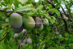 Kada je pravo vrijeme za berbu šljive?