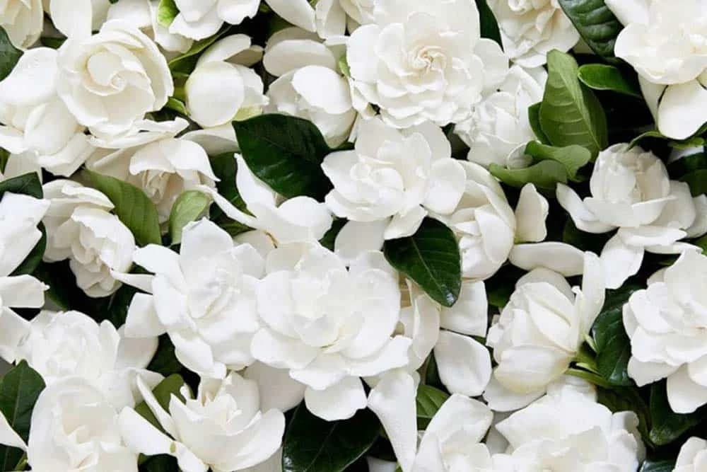 Gardenija: Biljka očaravajućeg mirisa!