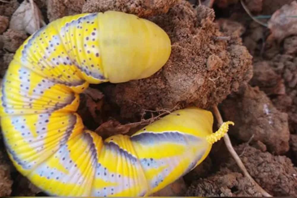 Štetočina neobične boje i oblika pronađena u hercegovačkom polju!