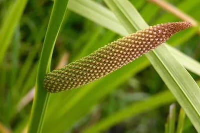 Iđirot – Ljekovita svojstva i priprema čaja