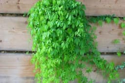 Jiaogulan - Biljka dugovječnosti