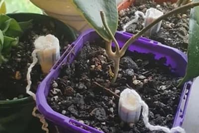 Neobičan trik koji spašava biljke da ne uginu zbog previše vode