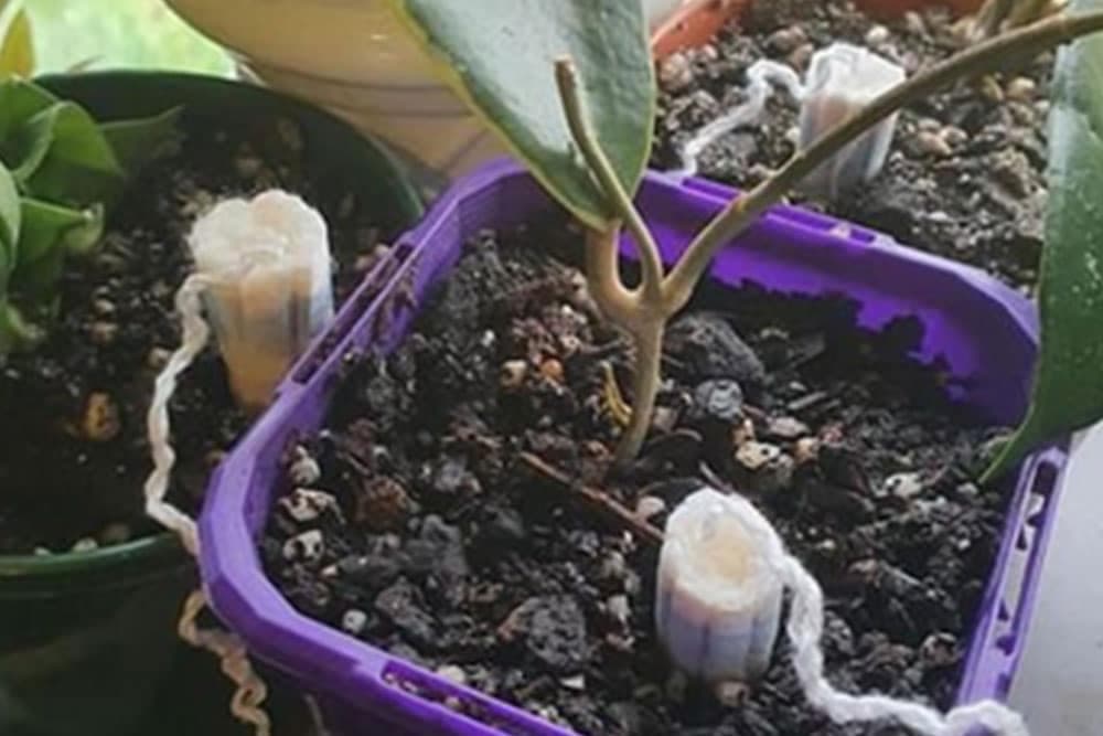 Neobičan trik koji spašava biljke da ne uginu zbog previše vode