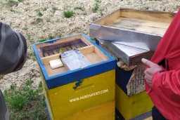 U košnici ni kilogram meda - Za pčelare jedna od najlošijih godina