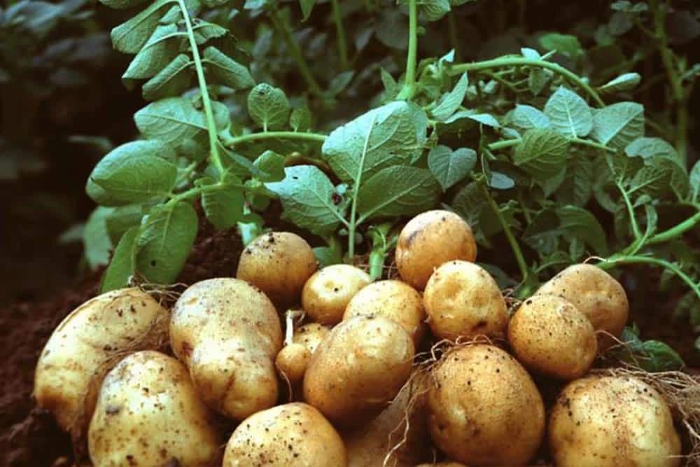 Proizvodnja zdravog sjemenskog krompira!