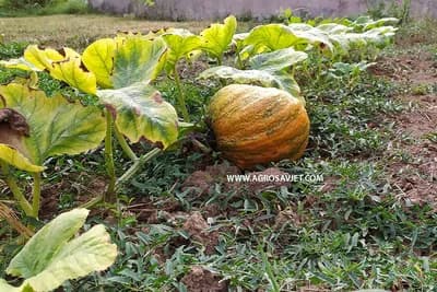 Kako pravilno orezati tikve?