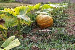 Kako pravilno orezati tikve?