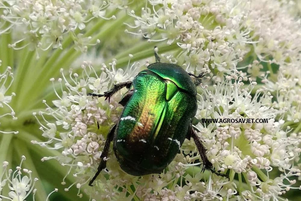 Cetonia aurata
