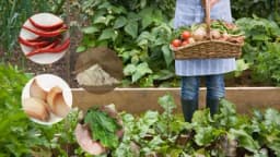 8 domaćih insekticida koje možete napraviti kod kuće