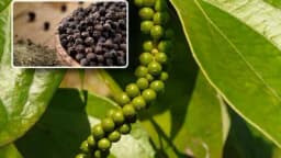 BIBER: Savjeti za uspiješan uzgoj kod kuće!