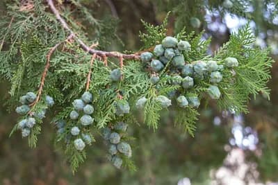 Koji četinar posaditi u dvorištu?