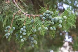 Koji četinar posaditi u dvorištu?