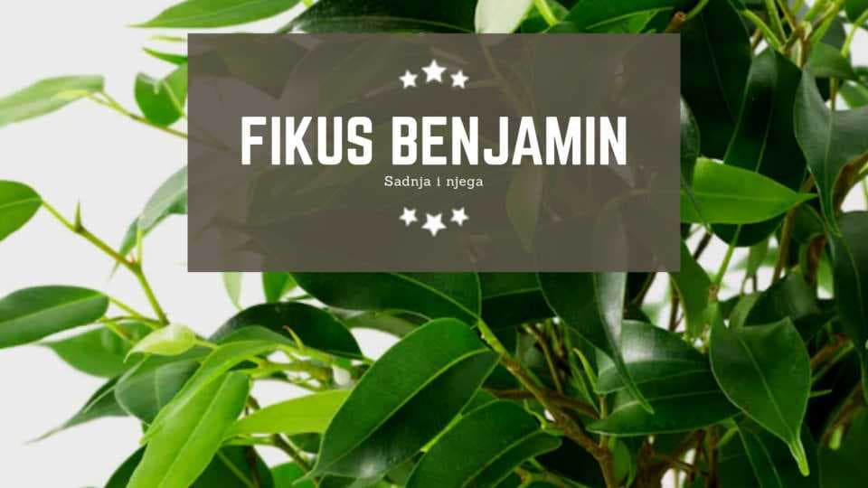Fikus benjamin