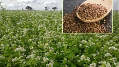 Heljda - Savjeti za uspiješnu proizvodnju i dobar prinos