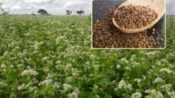 Porodična tradicija heljdu vratila na trpeze - Milomir Ećimović najveći proizvođač ove žitarice u Rogatici