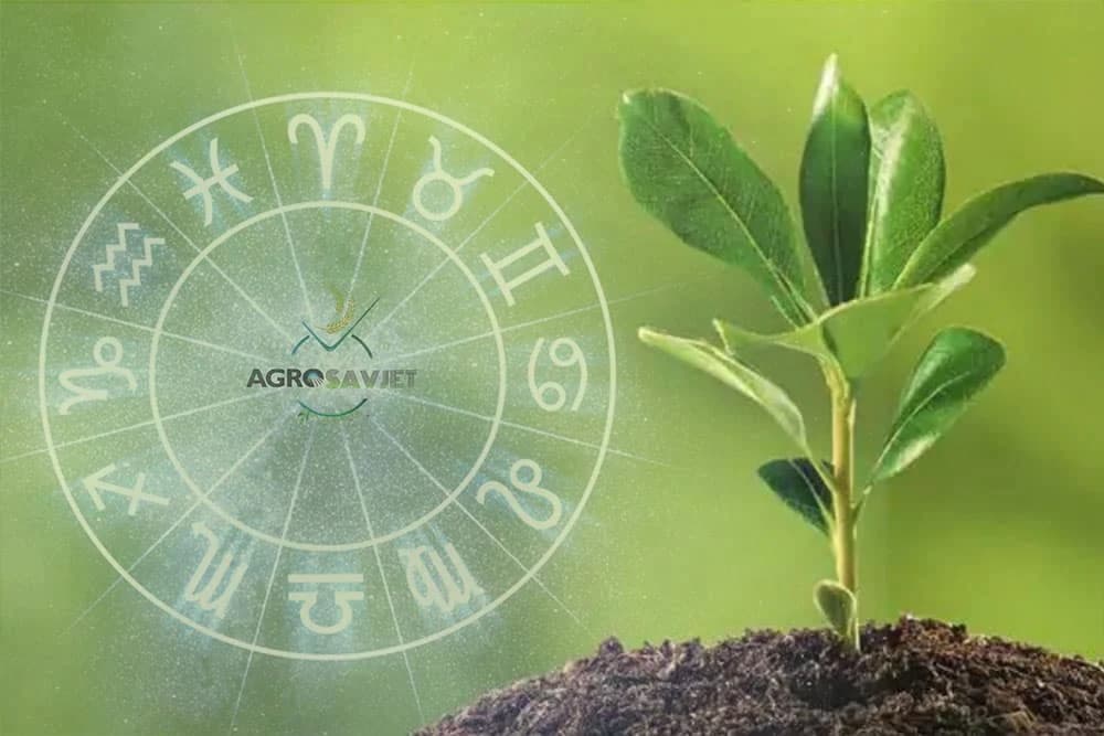 astrologija i biljke
