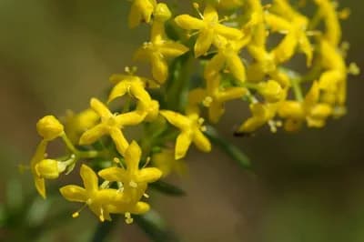 Ivanjsko cvijeće: Za jetru, bubrege i protiv kožnih oboljenja