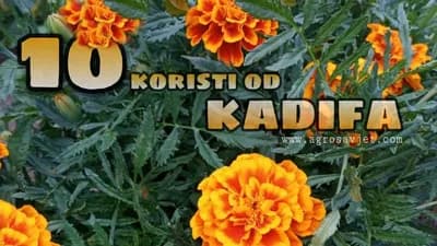 Kadifa kao salata i kao organsko đubrivo - Pogledajte 10 razloga zašto saditi ovaj cvijet!