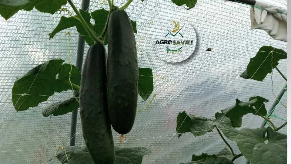 Krastavac
