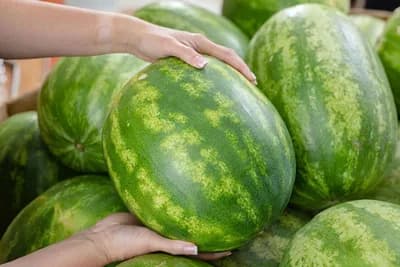 Kuckate li i vi lubenicu - Otkrivamo kako odabrati najslađu