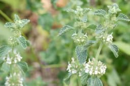 MACINA TRAVA - Koristi se za plodnost kod žena, ali i rješavanje mnogih drugih tegoba