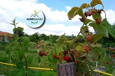 Maline koje rađaju cijele godine i one koje rode jednom tokom godine