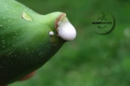 Mlijeko od smokve protiv bradavica?