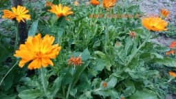 7 zadivljujućih koristi NEVENA